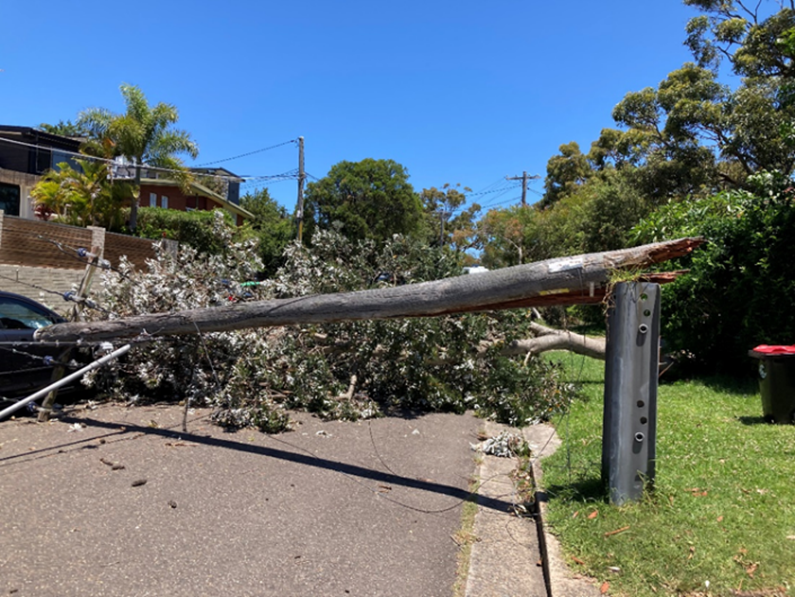 Pole brought down by a tree in high winds